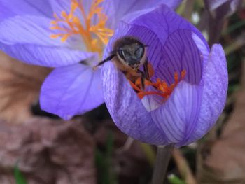 Close-up of bee on flower