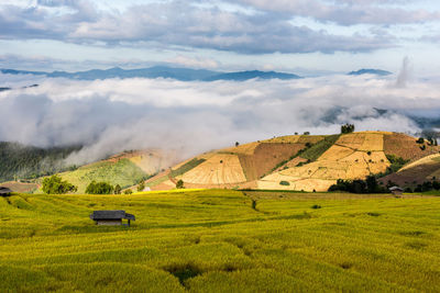 Scenic view of field against sky