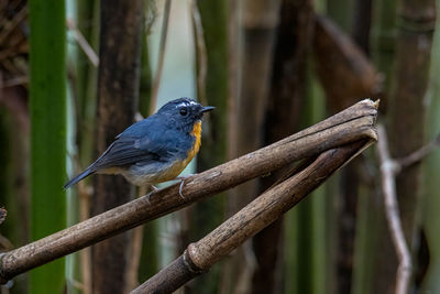 Close-up of bird perching on branch