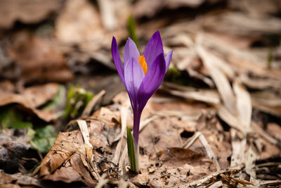 Close-up of purple crocus flowers on land