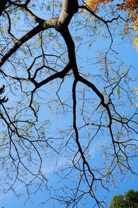 Low angle view of tree against blue sky