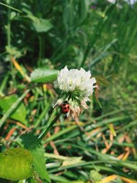 Close-up of bee on flower