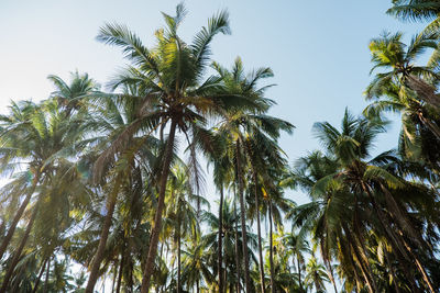 Low angle view of palm trees against clear sky