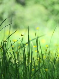 Close-up of flowering plants on field