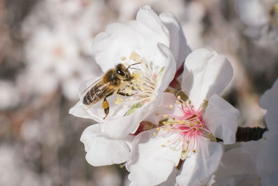 Close-up of bee on white flower