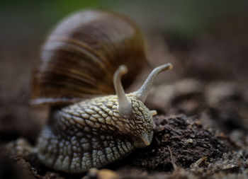 Close-up of snail on ground