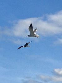 Low angle view of seagull flying in sky