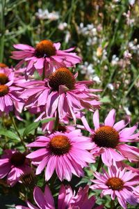 Close-up of pink flowers