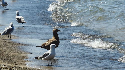 Seagulls on beach