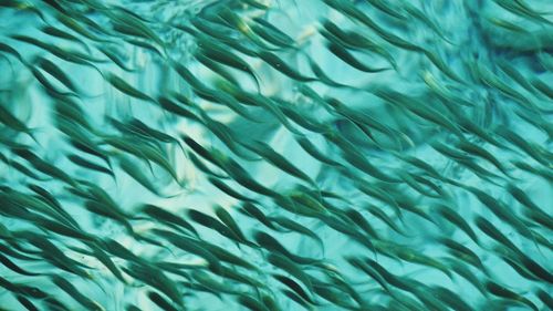 Full frame shot of water surface