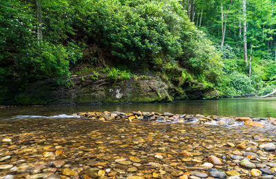 Scenic view of lake in forest