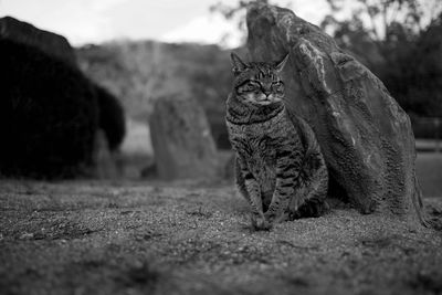 Surface level of a cat on field