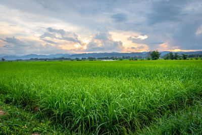 Scenic view of agricultural field against sky