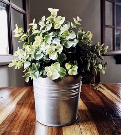 Close-up of potted plant