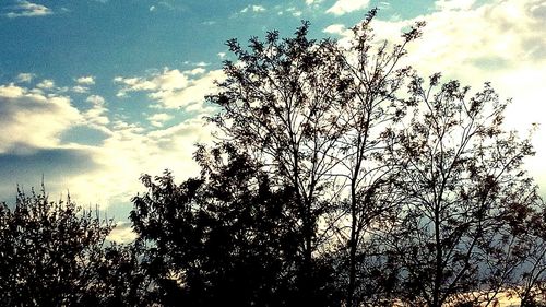 Low angle view of silhouette trees against sky