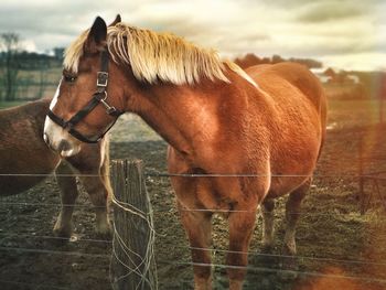 Horse standing by fence on field