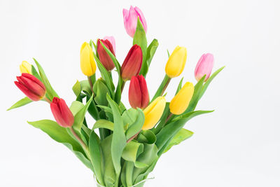 Close-up of multi colored tulips against white background