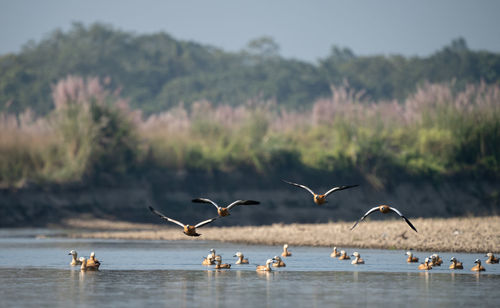Birds flying over lake