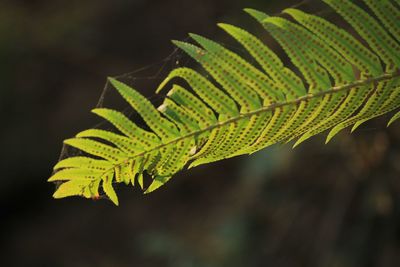 Close-up of fern leaves