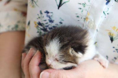 Midsection of person with kitten