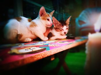 Close-up of cat playing on table