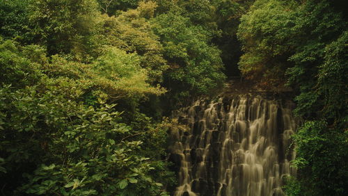 Scenic view of waterfall in forest