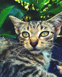 Close-up portrait of a cat