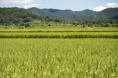 Scenic view of wheat field against sky