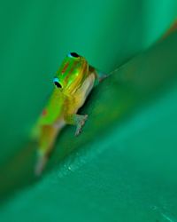 Close-up of gecko perching on green leaf