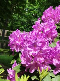 Close-up of pink flowering plant