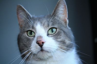 Close-up portrait of a cat