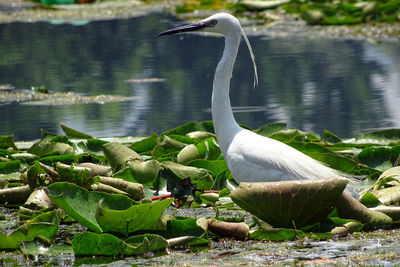 Close-up of swan in lake