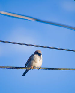 Low angle view of bird perching on cable