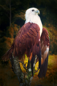 Bird perching on a branch