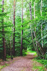 Trees in forest