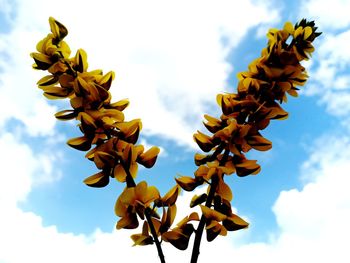 Low angle view of yellow flowering plant against sky