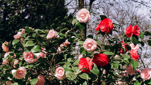 Close-up of red roses plant