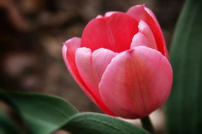 Close-up of pink flowers