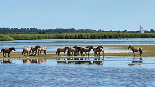 Horses in a lake against clear sky