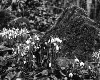 Close-up of flowers blooming outdoors