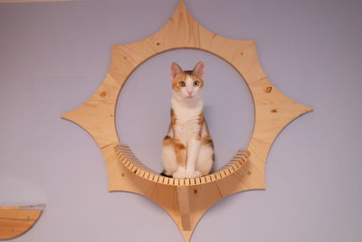 Portrait of cat sitting on wall
