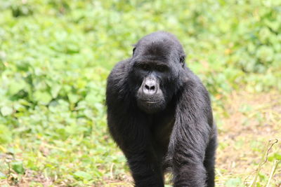 Portrait of black monkey on land