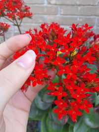 Close-up of hand holding flower