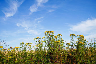 Low angle view of plants against blue sky