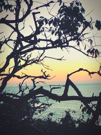 Silhouette tree by sea against sky during sunset