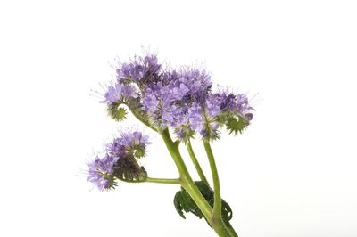 Close-up of purple flowering plant against white background