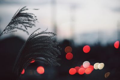 Close-up of red object on white background