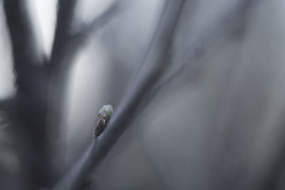 Close-up of bud growing on branch