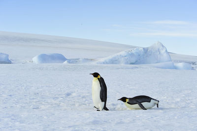 View of an animal on snow covered landscape