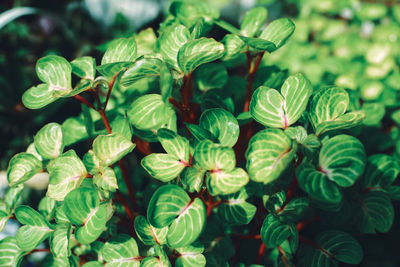 Close-up of flowering plant